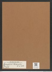Triceratium stolterfolhii Tr. et Witt. (de-Toni-Nr.: Genus 140, Species 3984) Zeichnungen Sammlung Grunow Mappe 03981 (Herbarium_W_Grunow_drawings_Folder_03981)